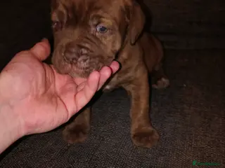 Mixed Breed dogs Dogue de bordeaux cross old time english bulldog - Advert 17