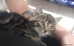 Mixed Breed cats for sale: Female kittens for sale  - Image 3