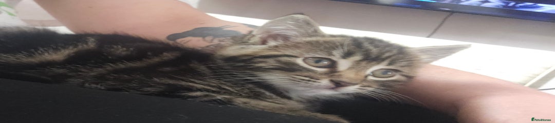 Mixed Breed Kitten 1