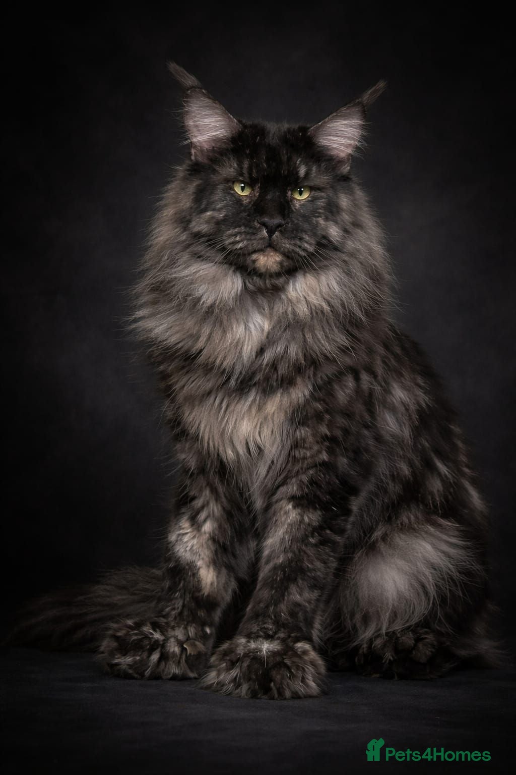 Maine Coon cats ⚜️ championline maine coon kittens ⚜️ polydactyl - Advert 2
