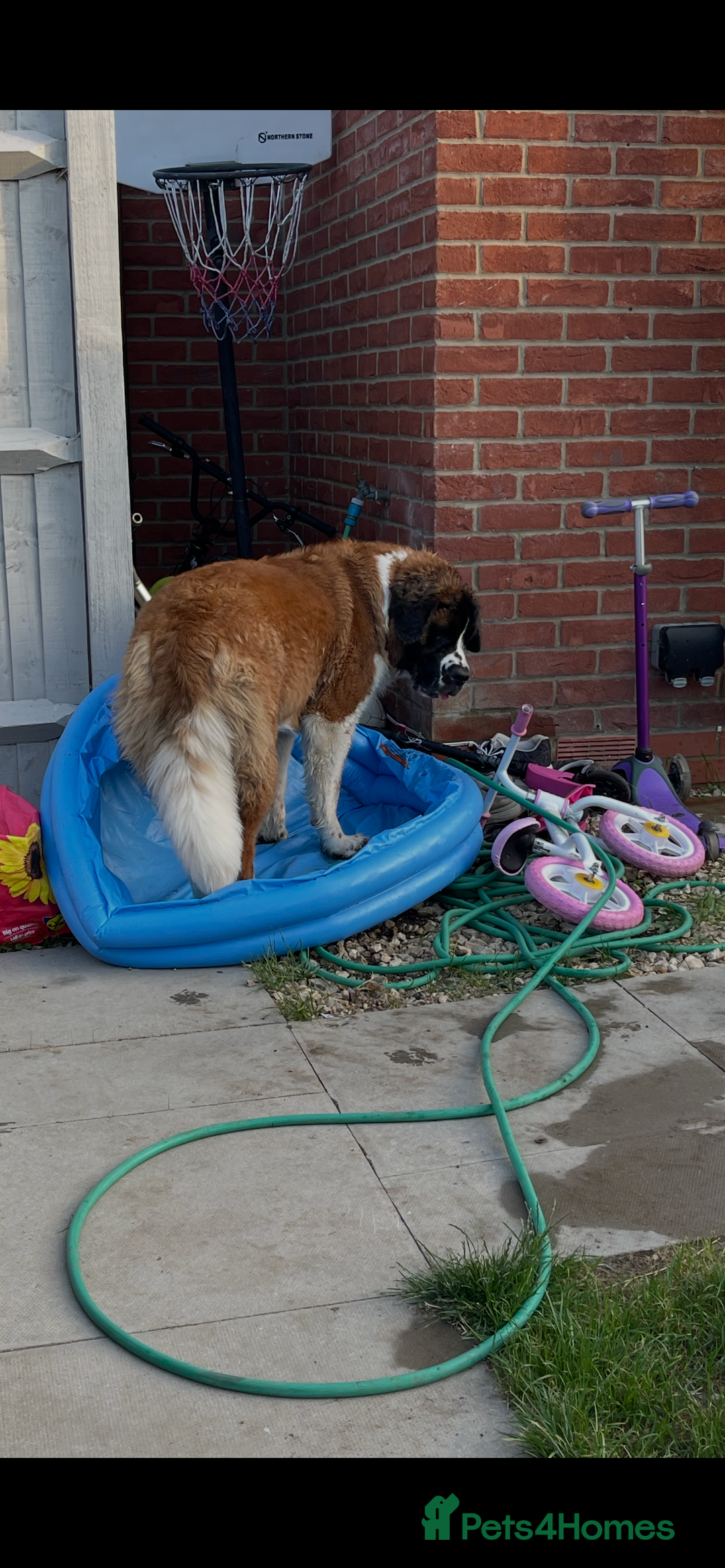 Saint Bernard dogs for sale: Saint Bernard female for rehoming - Advert 2