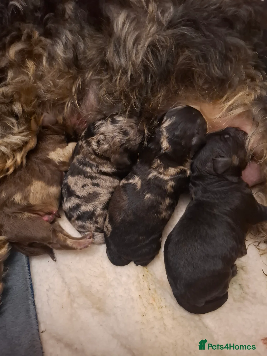 Cockapoo dogs for sale: Toy cockapoo pups - Advert 9