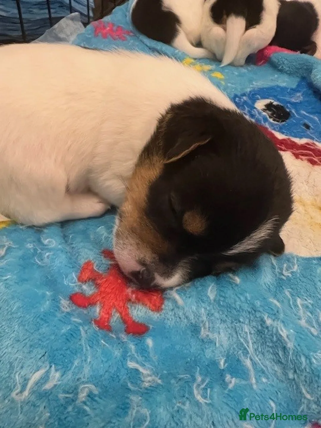 Jack Russell dogs for sale: Jack Russell Puppies - Advert 7