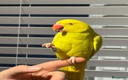 Ringnecks birds for sale: Yellow Ring neck parakeet - Image 2