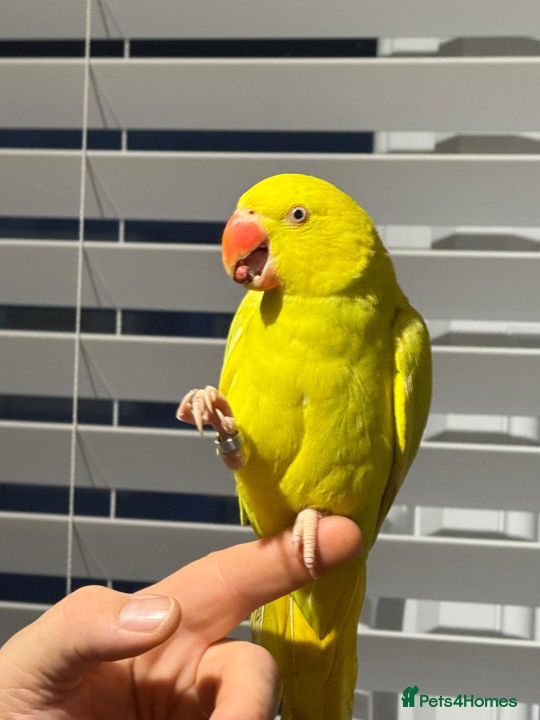 Ringnecks birds for sale: Yellow Ring neck parakeet - Image 2
