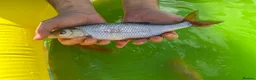 Pond Fish fish for sale: Various different pond fish  - Advert 4