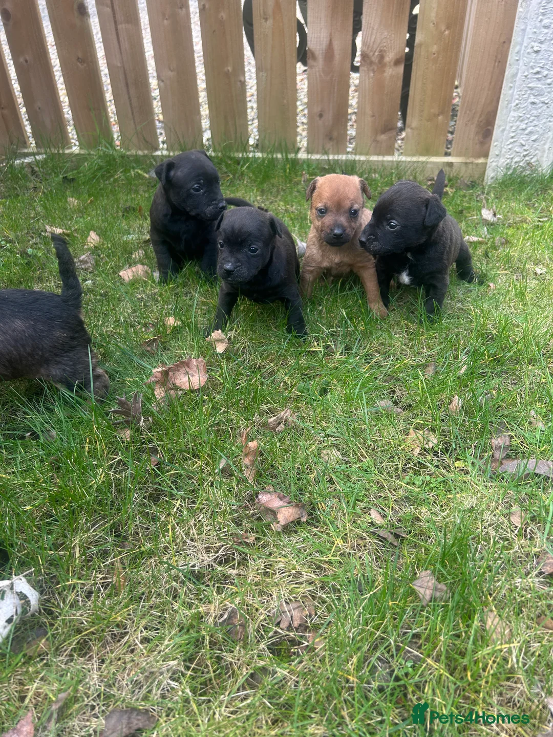 Patterdale Terrier dogs for sale: Stunning Patterdale pups  - Advert 6