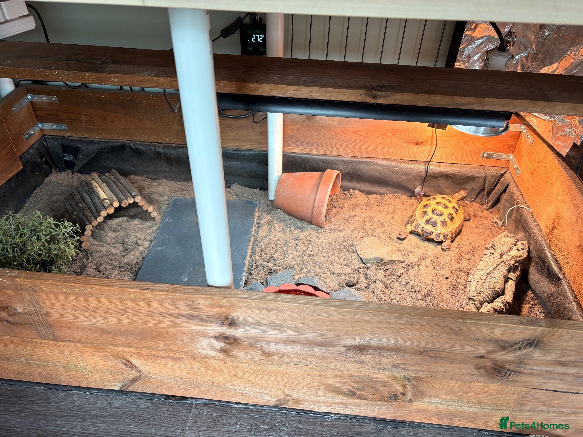 Tortoise reptiles Female Horsefield Tortoise with full set up - Advert 1