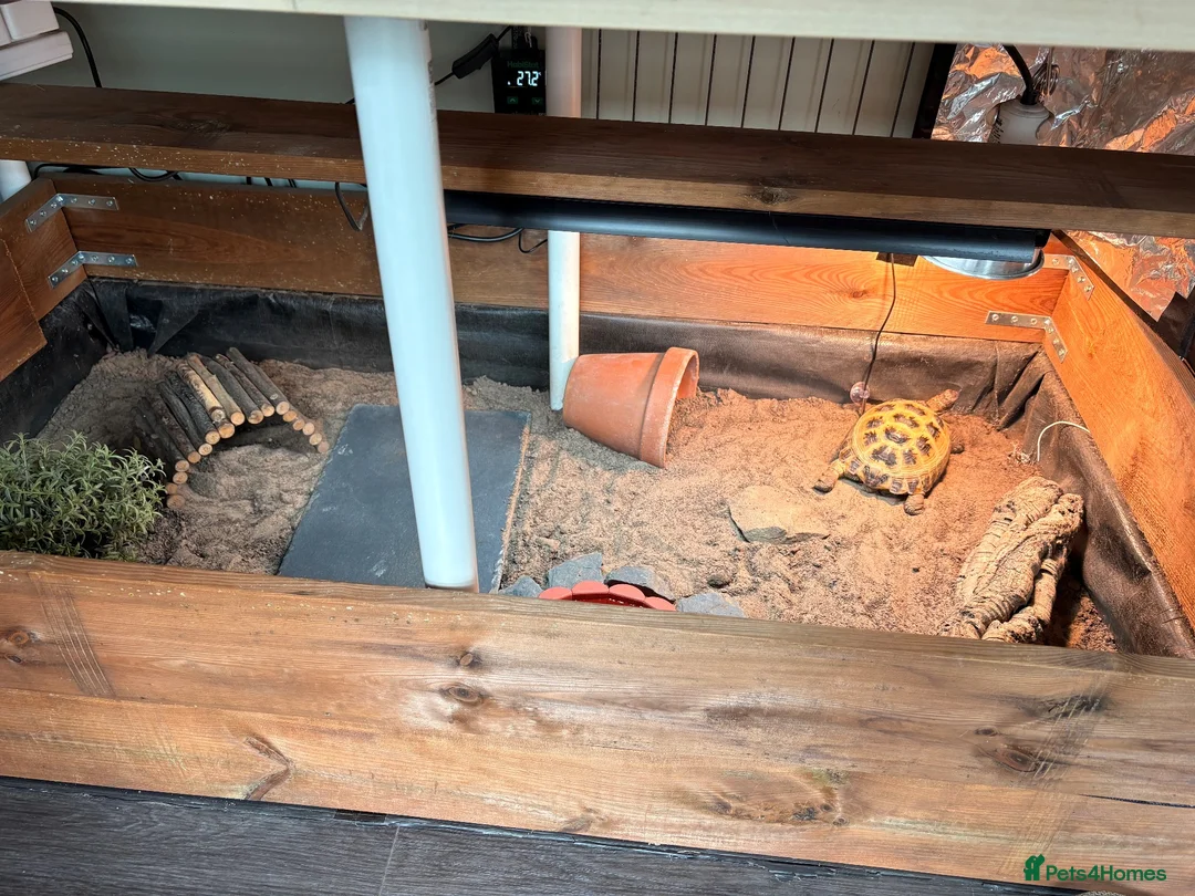 Tortoise reptiles for sale: Female Horsefield Tortoise with full set up - Advert 1
