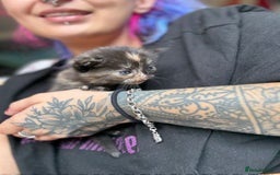 Mixed Breed cats for sale: Maine Coon mix  - Image 6