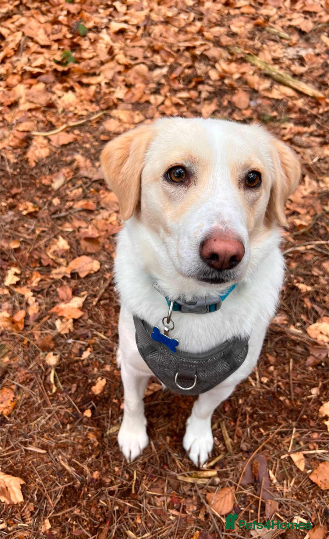 Mixed Breed dogs for sale: Lovely Pixel  - Image 2