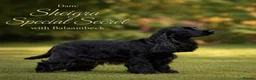 Cocker Spaniel dogs for sale: SHOW TYPE COCKER SPANIEL PUPPIES, Expected  - Advert 8
