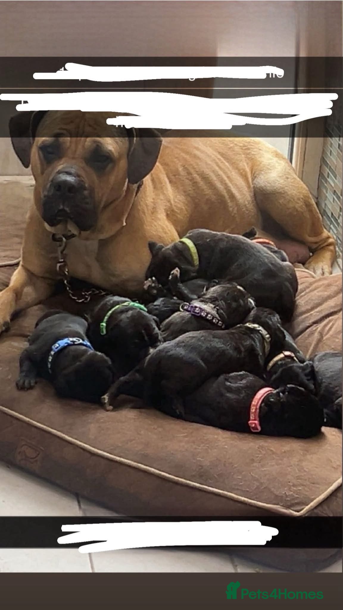 Mixed Breed dogs Cane Corsa x Bullmastiff - Advert 2