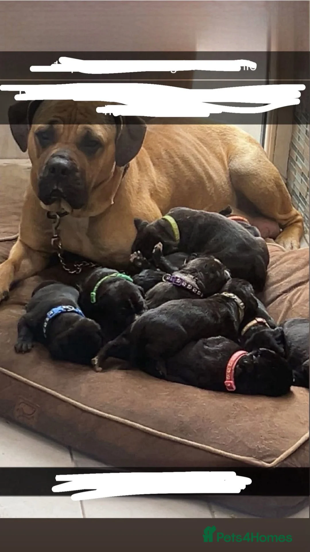 Mixed Breed dogs for sale: Cane Corsa x Bullmastiff - Advert 2