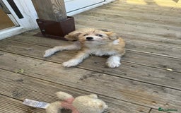 Chinese Crested dogs for sale: Chinease crested powder puff  - Image 1