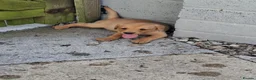 Labrador Retriever dogs for sale: KC Reg Labrador Pups - Advert 7