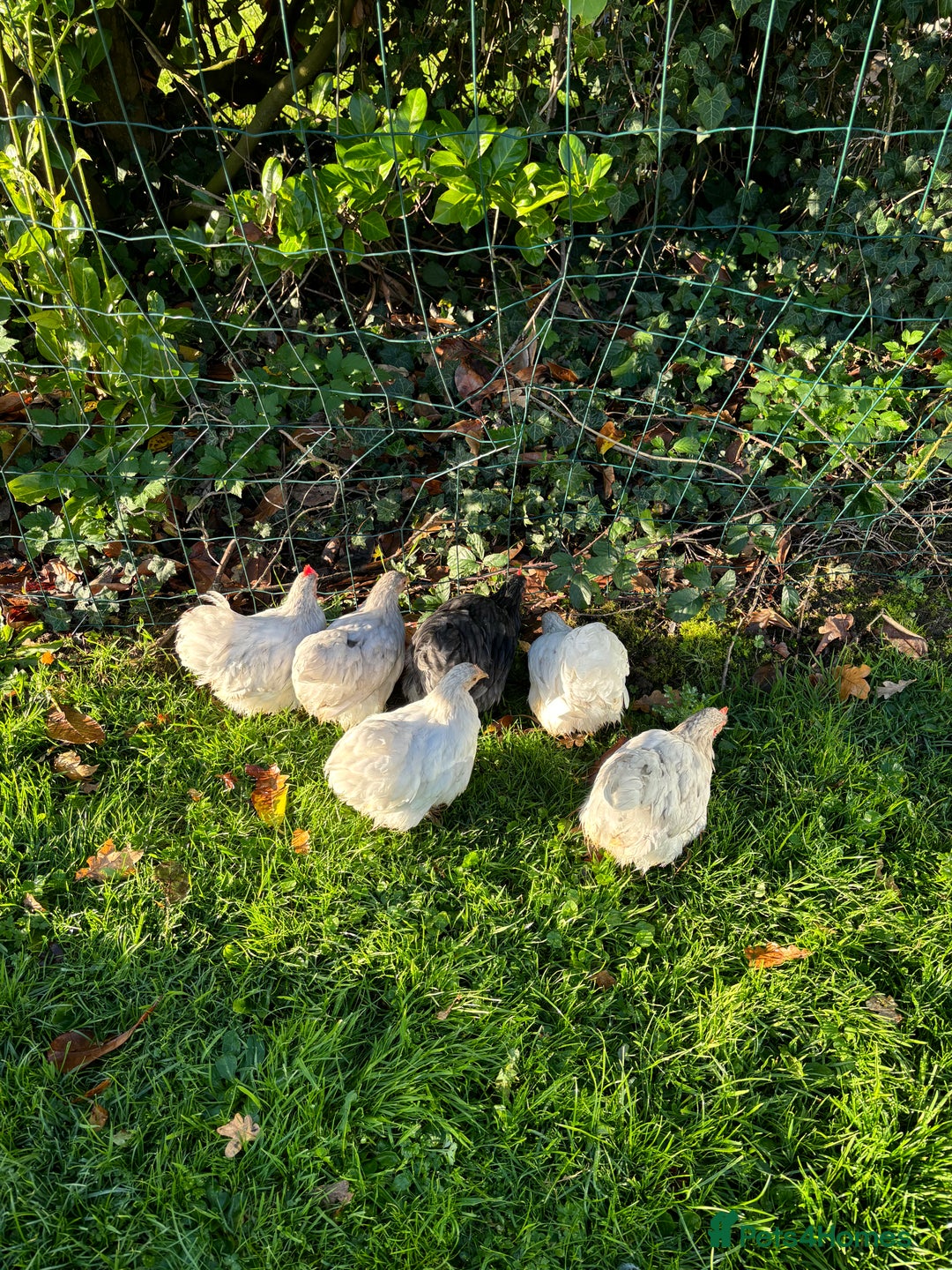 Chickens poultry for sale: Trio of bantams  - Image 16