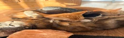Mixed Breed cats for sale: Bengal/Maine Coon mix • stunning & affectionate  - Advert 14