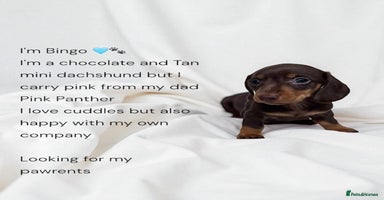Miniature Dachshund dogs - Advert 1