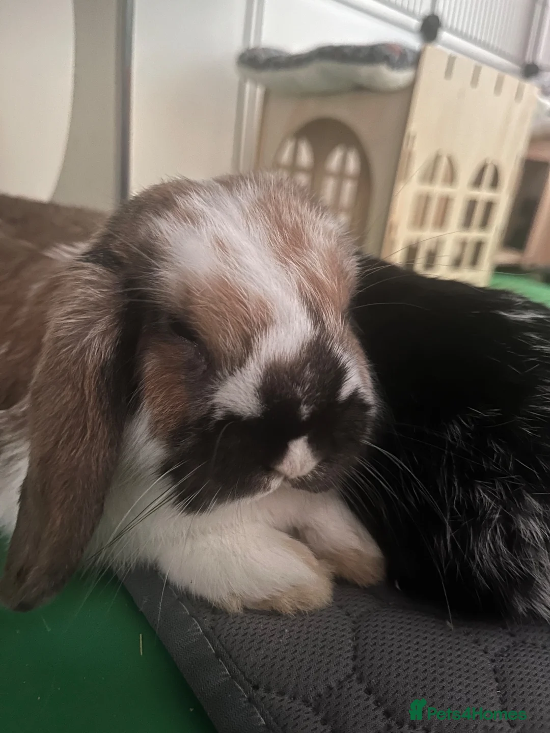 Dwarf Lop rabbits for sale: Milo/Juno - Advert 5