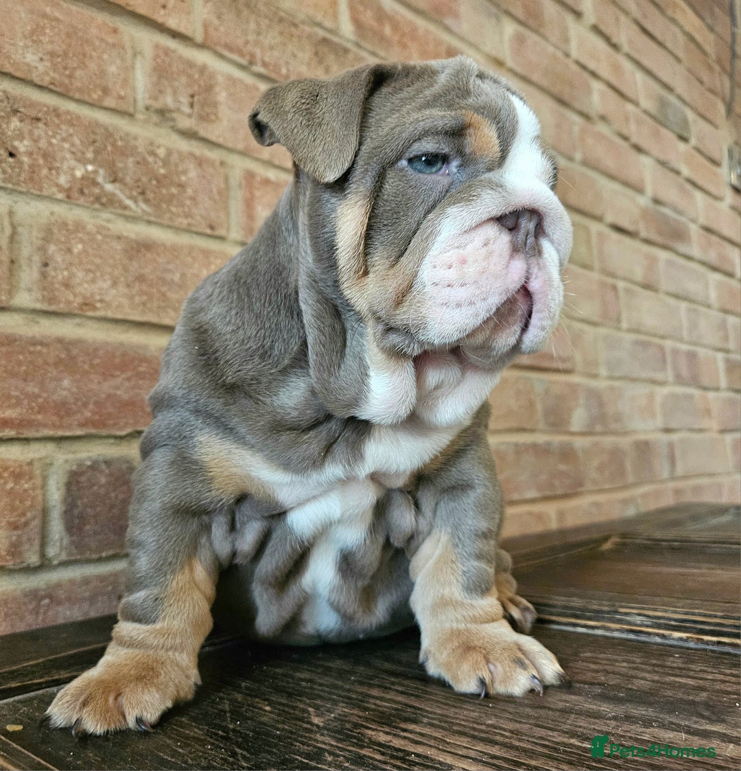 English Bulldog dogs for sale: Outstanding KC English Bulldogs, Top Quality Pups - Image 32