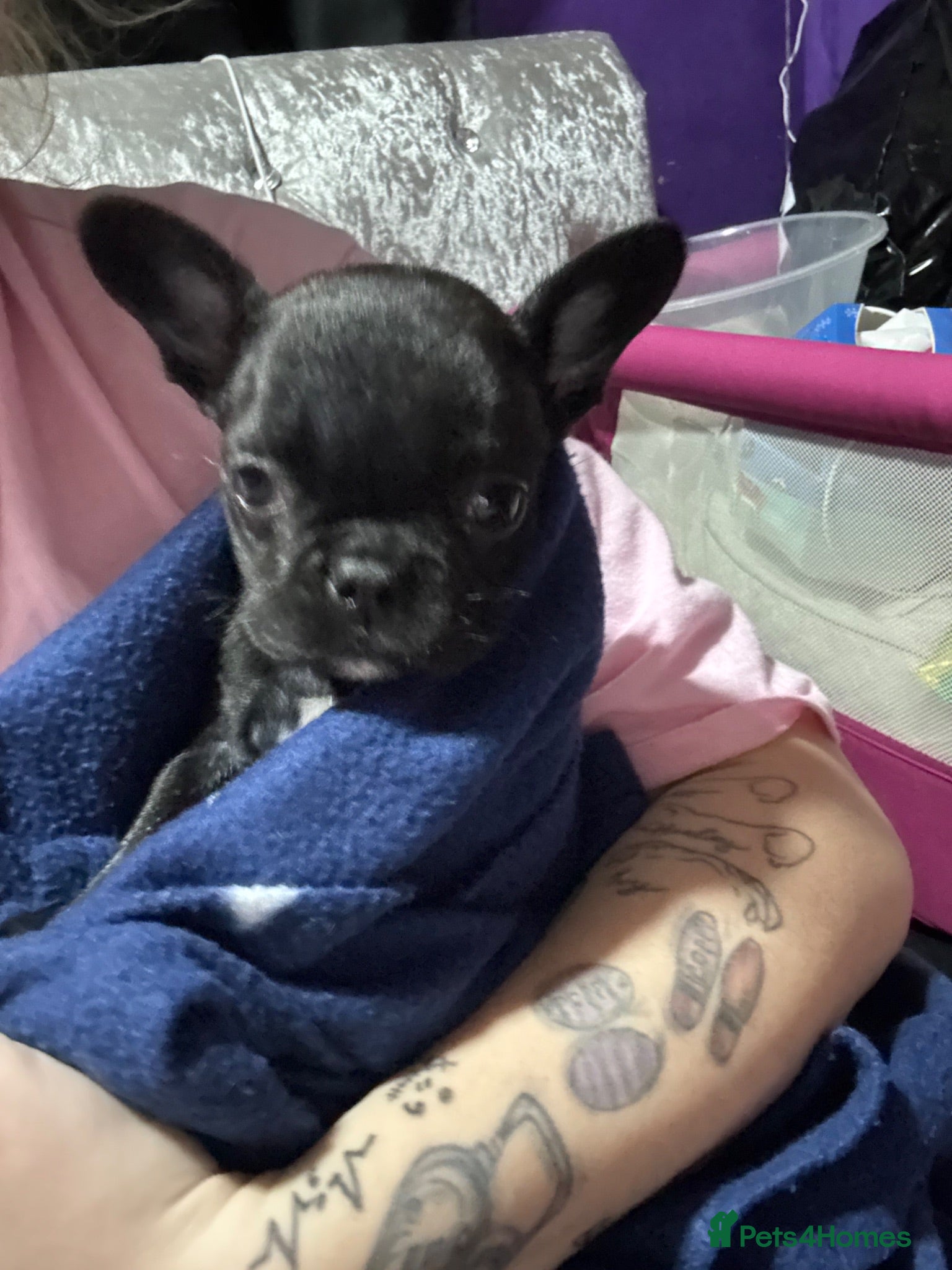 French Bulldog dogs Female French bull dog 8 months  - Advert 6