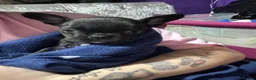 French Bulldog dogs for sale: Female French bull dog 8 months  - Advert 1