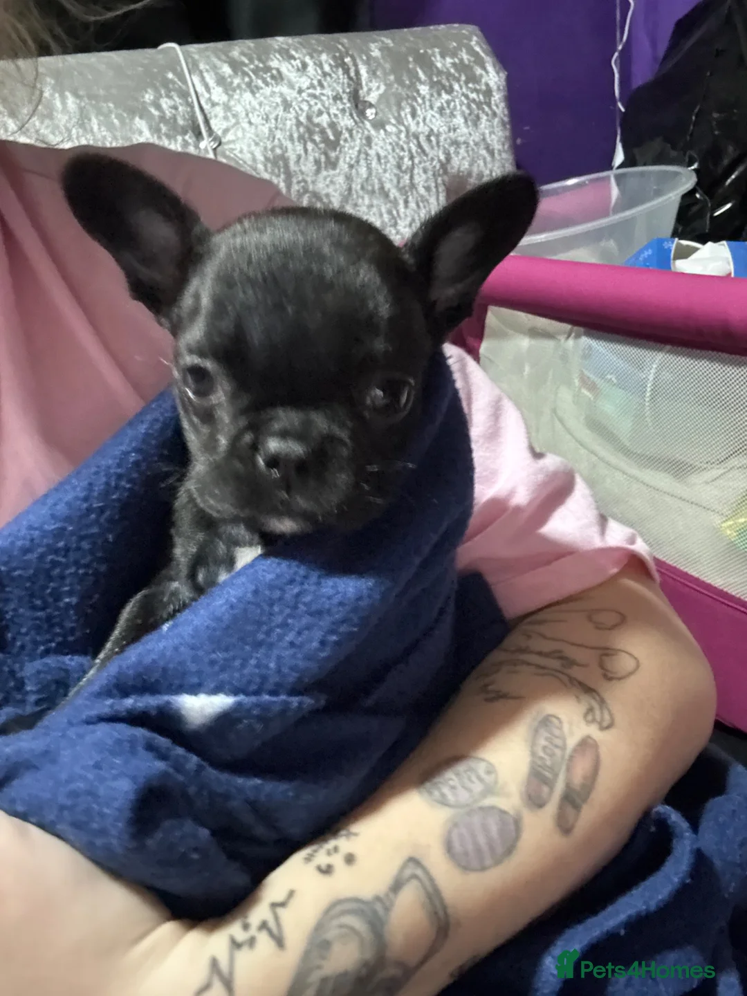 French Bulldog dogs for sale: Female French bull dog 8 months  - Advert 1