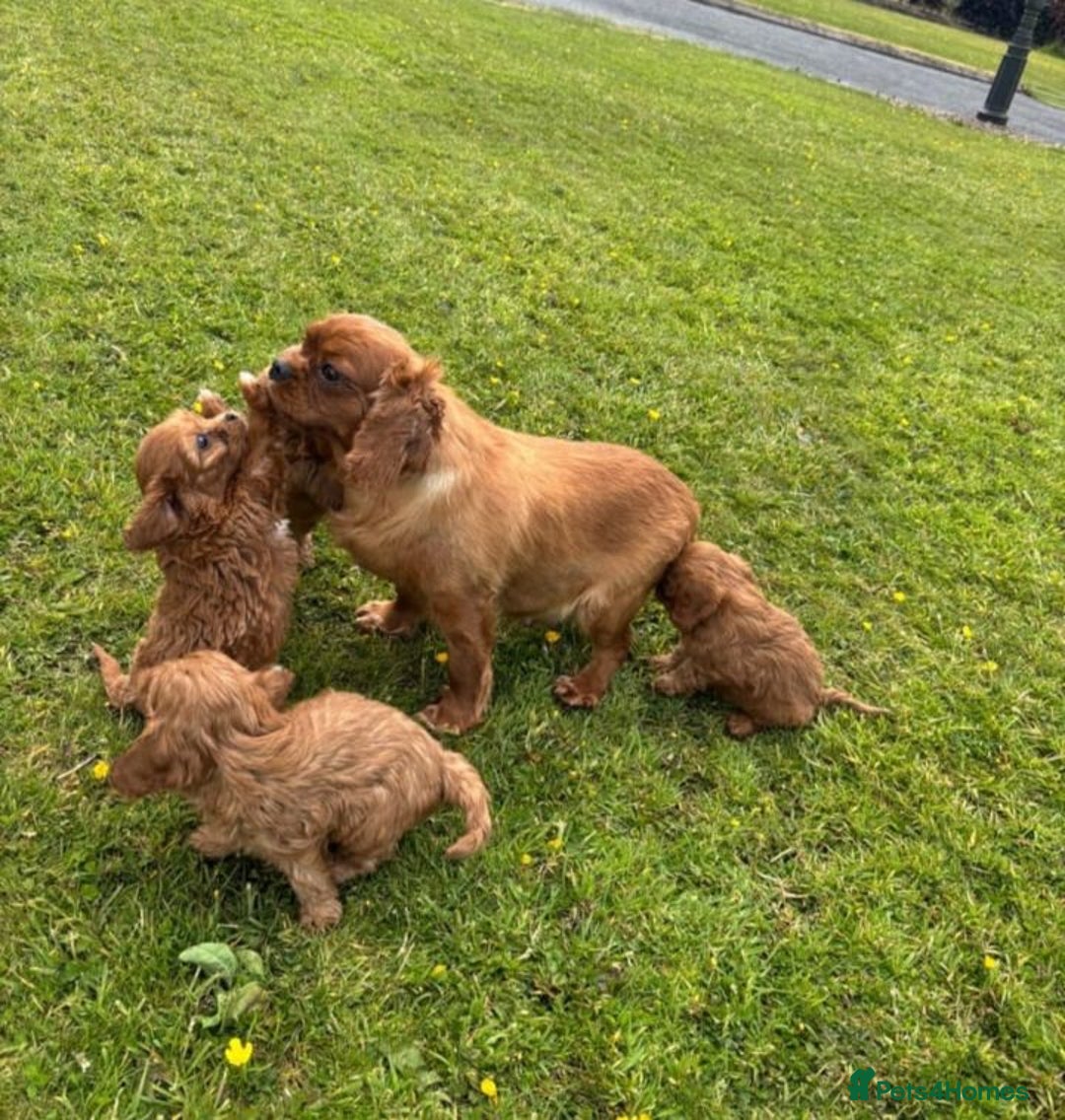 Cavapoo dogs for sale: STUNNING LITTLE CAVAPOOS DNA HEALTH CHECK - Image 5