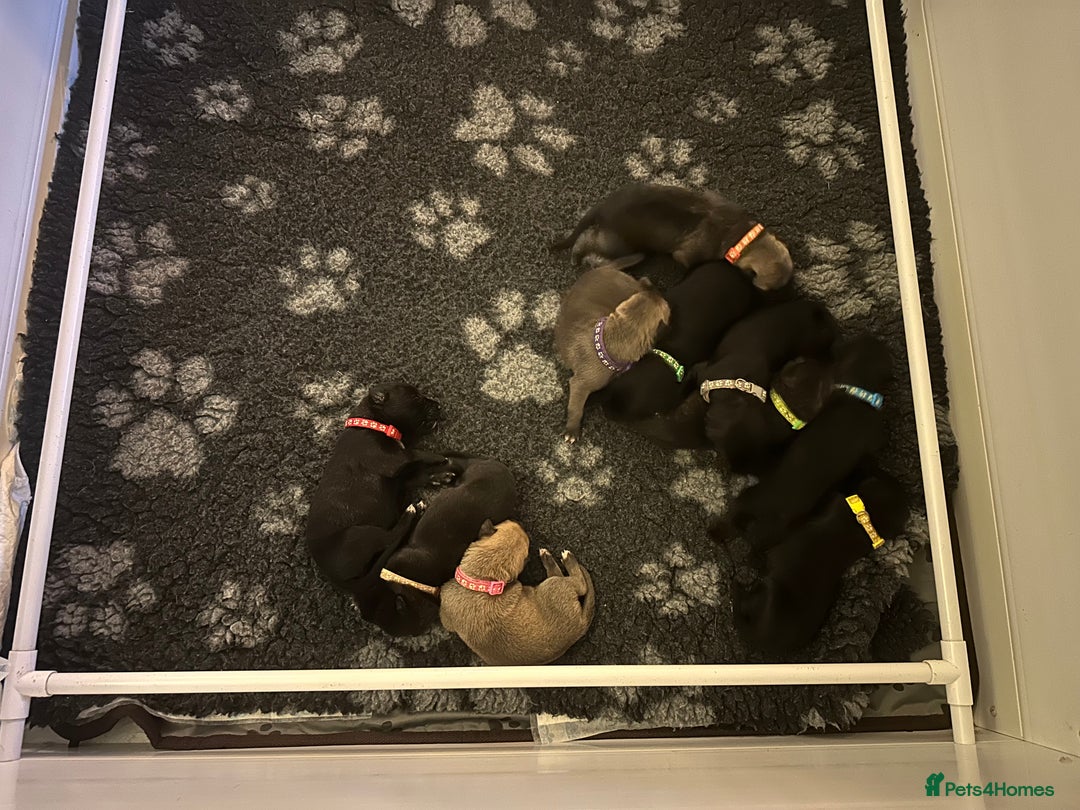 Mixed Breed dogs for sale: Belgian Malinois X Lurcher - Advert 8