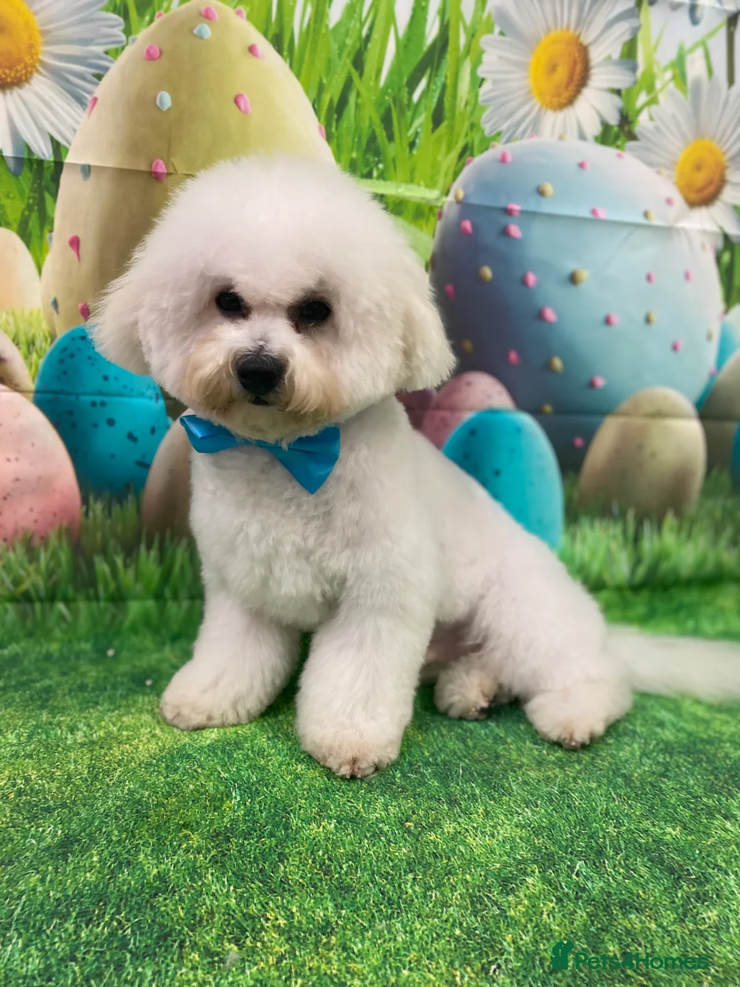 Bichon Frise dogs for stud: Bichon Frise *for stud only* in Hoddesdon - Advert 4