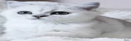 British Shorthair cats for sale: Pedigree British Shorthair 1 boy&1 girl left  - Advert 9