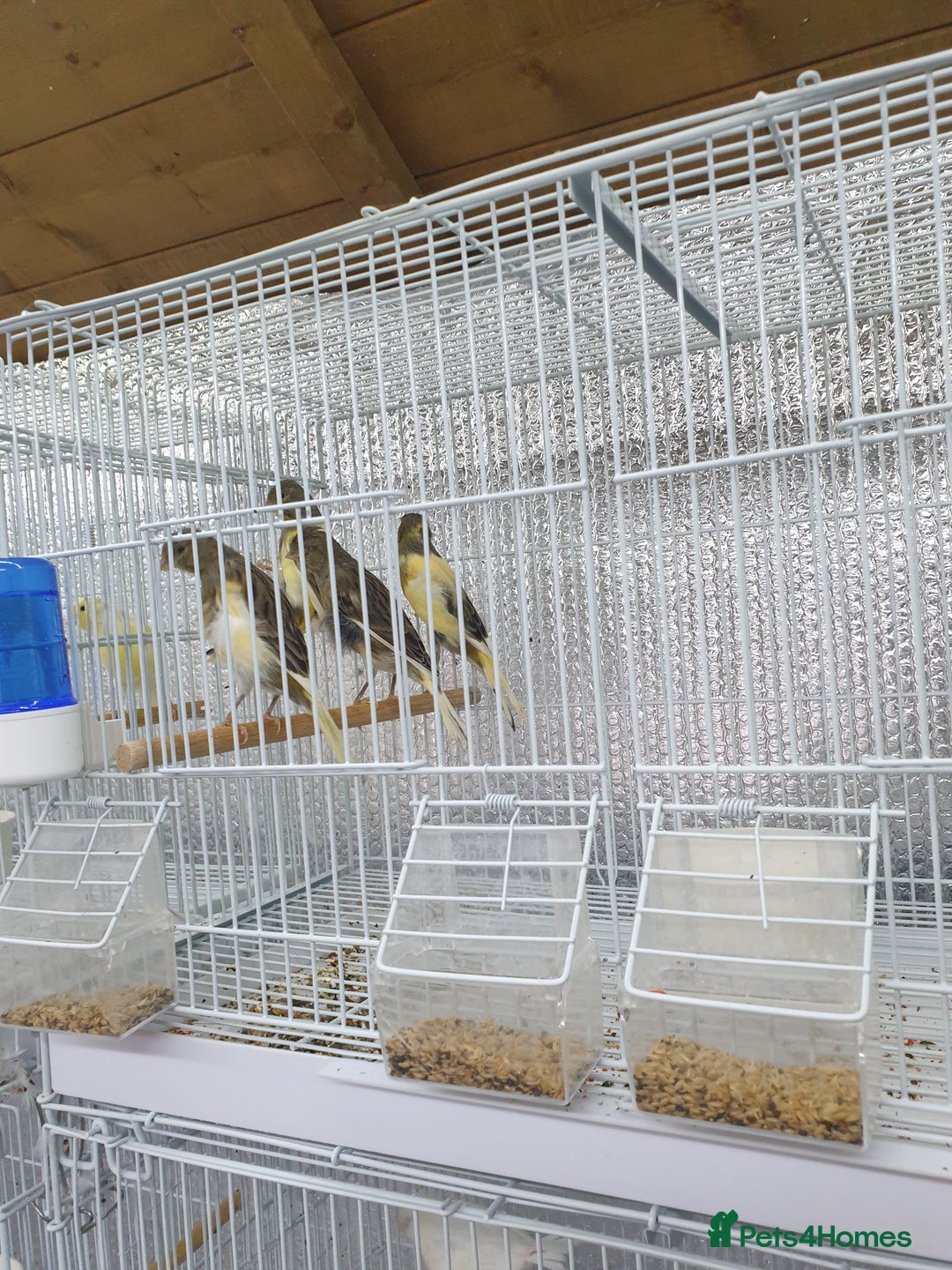 Canaries birds for sale: Canary for sale  - Image 15