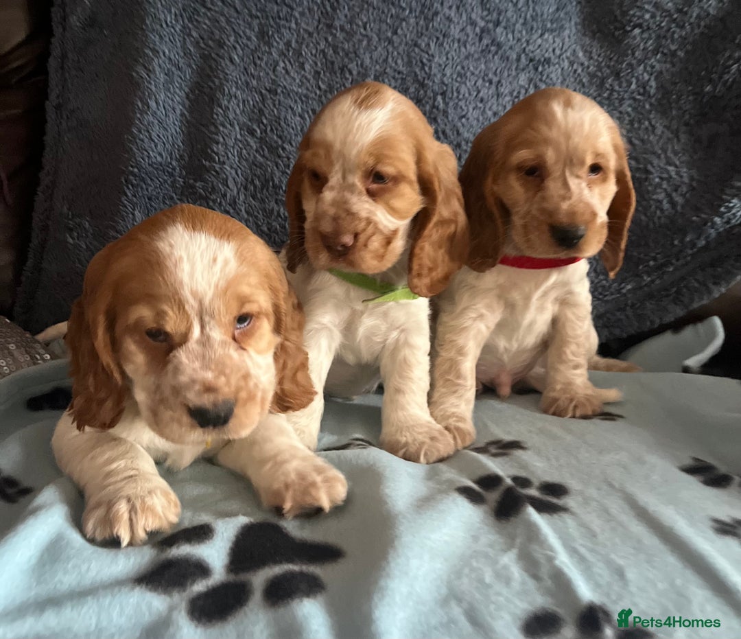Cocker Spaniel dogs for sale: Stunning show type cocker spaniel puppies  - Image 13