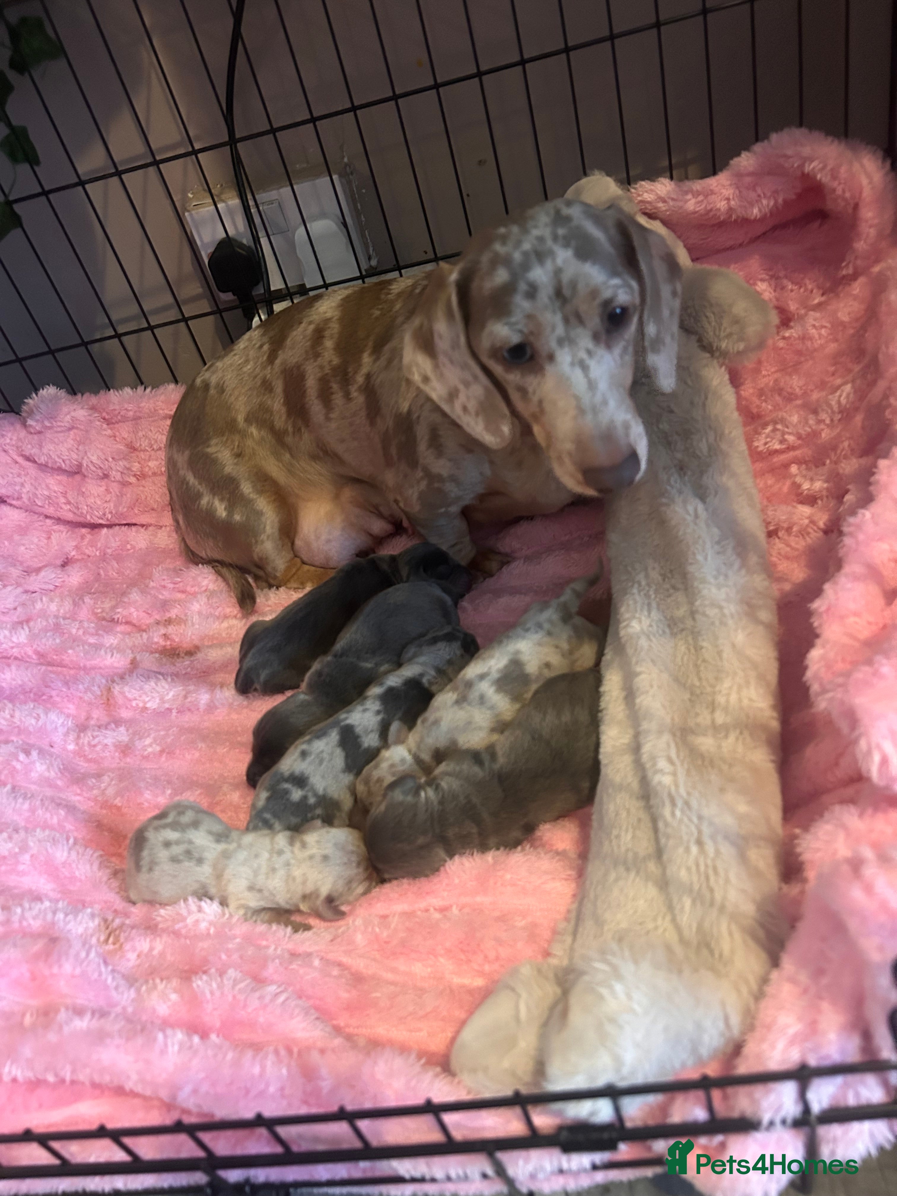 Miniature Dachshund dogs 💜KC REG Dapple Blue Tan Miniature dachshund 💙💜 - Advert 14