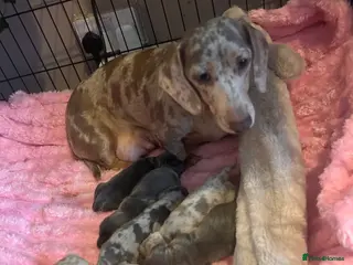 Miniature Dachshund dogs 💜KC REG Dapple Blue Tan Miniature dachshund 💙💜 - Advert 14