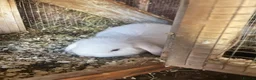 Mini Lop rabbits for sale: 2 mini lop bunnies - Advert 3