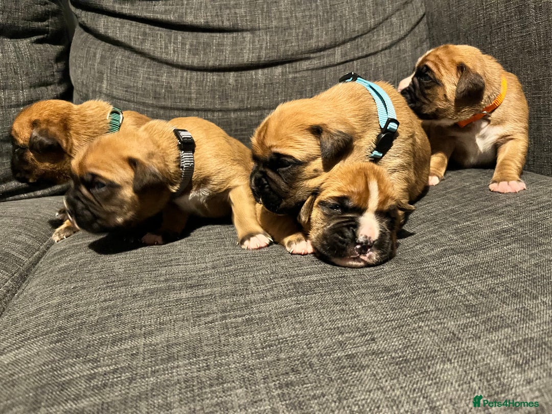 Boxer dogs for sale: Beautiful bob/tailed litter pure boxers  - Advert 38