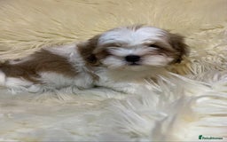 Shih Tzu dogs for sale: Five Adorable Puppies Looking for Loving Families - Image 17