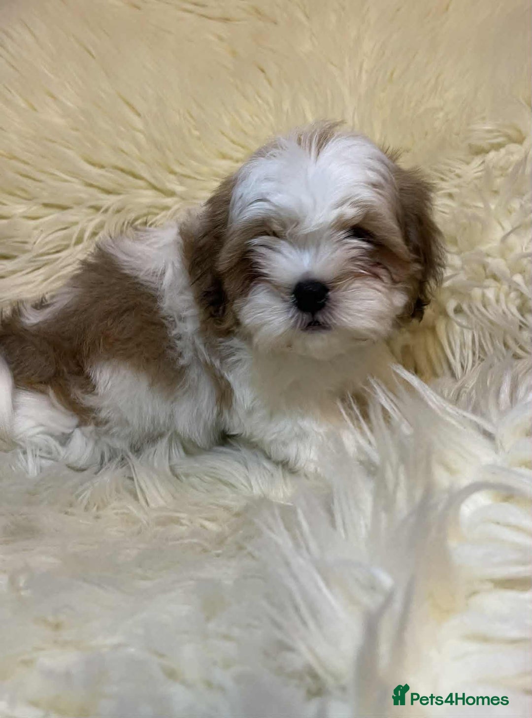 Shih Tzu dogs for sale: Five Adorable Puppies Looking for Loving Families - Image 17