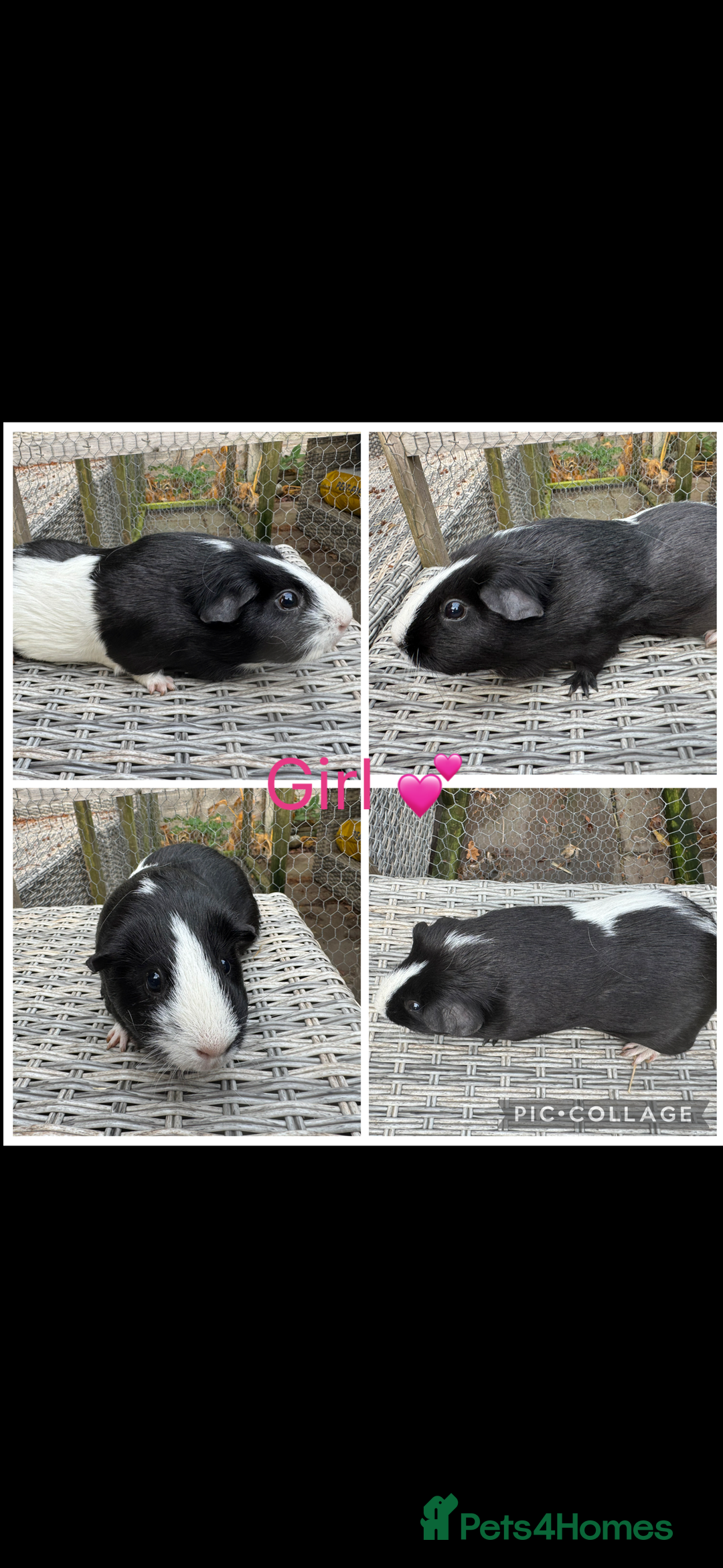 Guinea Pig rodents for sale: Female & Male Guinea pigs 👀 for new laps 🥰 - Advert 15