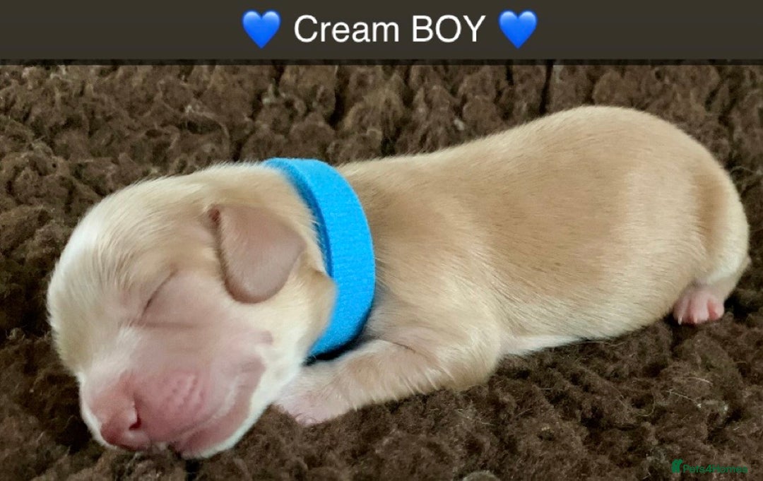 Miniature Dachshund dogs for sale: ⭐️CREAM LONG HAIRED KC/PRA CLR MINI DACHSHUNDS⭐️ - Image 6