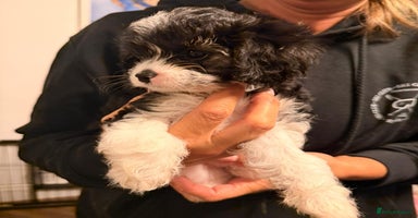 Cavapoo dogs READY NOW Female Cavapoo health tested parents - Advert 14