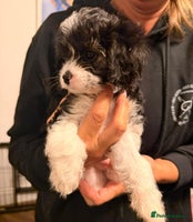 Cavapoo dogs READY NOW Female Cavapoo health tested parents - Advert 2