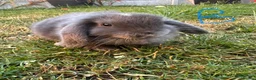 Mini Lop rabbits for sale: Mini Lop Rabbits For Sale  - Advert 5