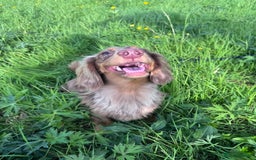 Dachshund dogs for stud: Chocolate Dapple Long-Haired Dachshund stud - Image 2