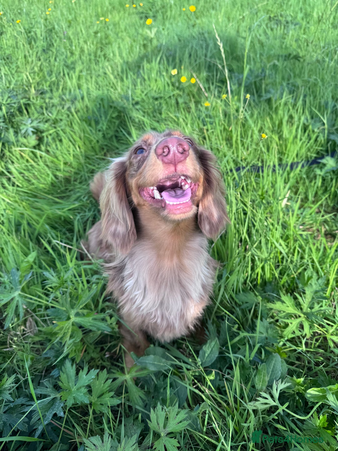 Dachshund dogs for stud: Chocolate Dapple Long-Haired Dachshund stud - Image 2