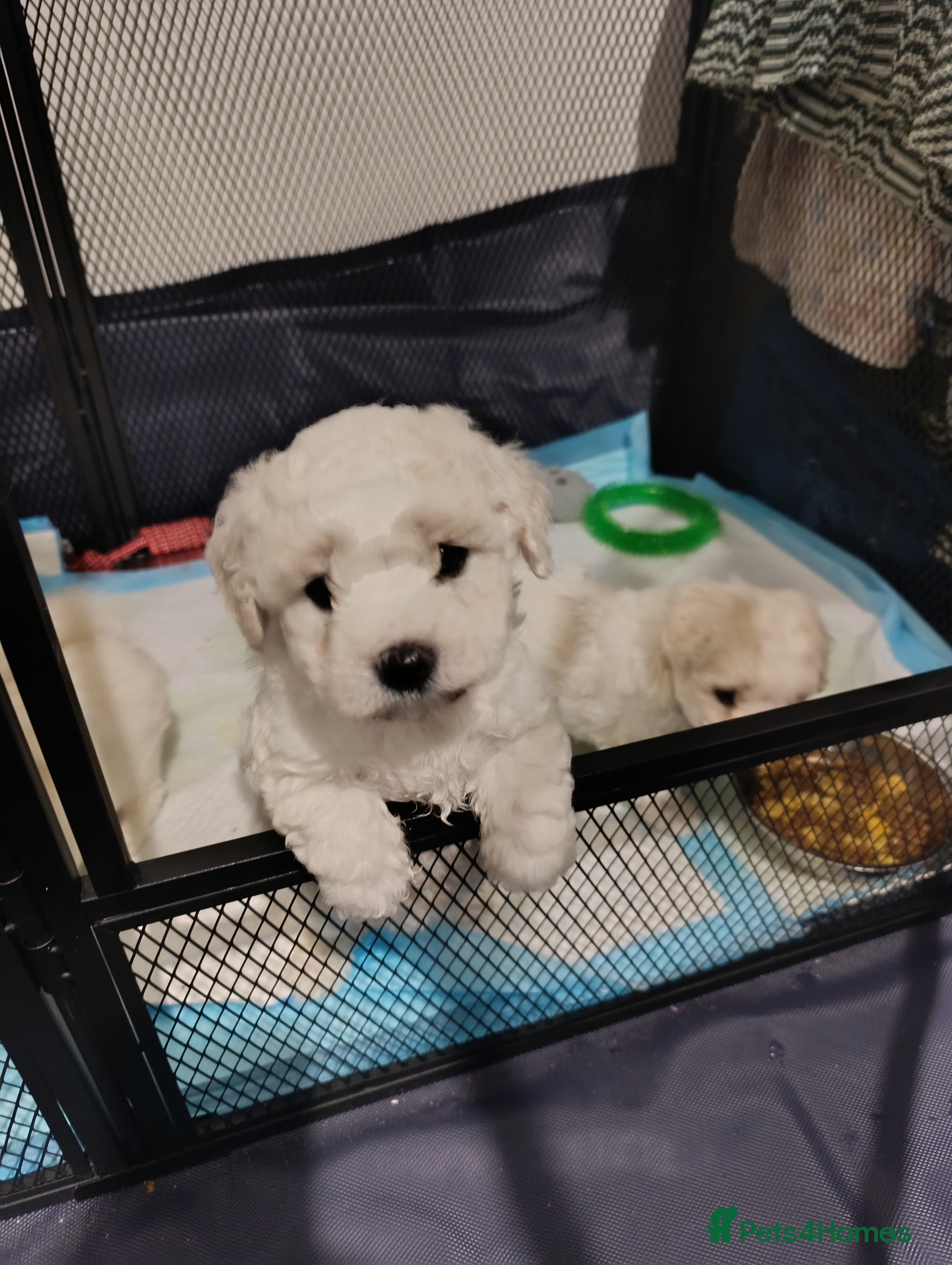 Bichon Frise dogs BISHON FRISE - Advert 16