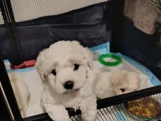 Bichon Frise dogs BISHON FRISE - Advert 16