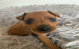 Miniature Pinscher dogs for sale: Stunning KC Miniature Pinscher puppies - Image 16